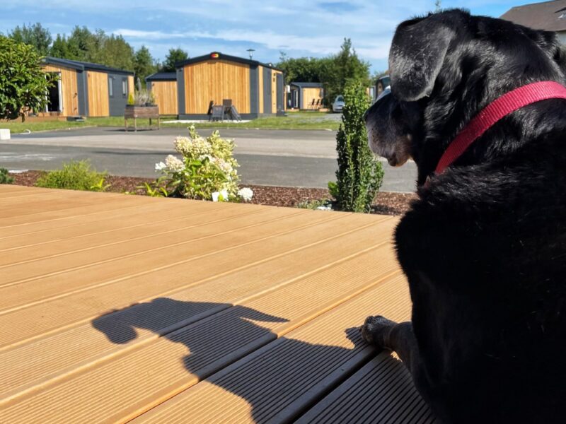 Hunde willkommen